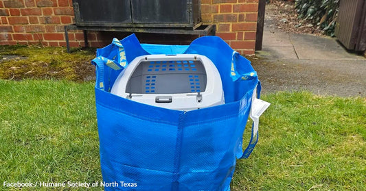Pet carrier inside a blue reusable shopping bag on grassy ground.