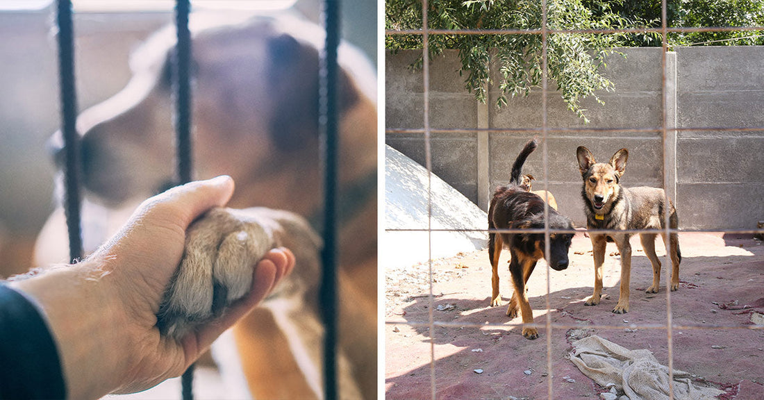 Split image showing a hand holding a dog’s paw through kennel bars on the left and three dogs standing in a fenced yard on the right.