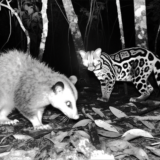 Opossum and ocelot encounter in the wild at night.