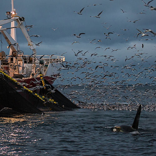 An orca swims alongside a large fishing vessel surrounded by hundreds of seagulls under a stormy sky.