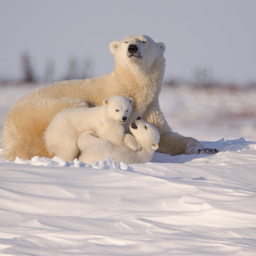 A polar bear mother rests in the snow with two small cubs nestled against her in a wintry Arctic landscape.