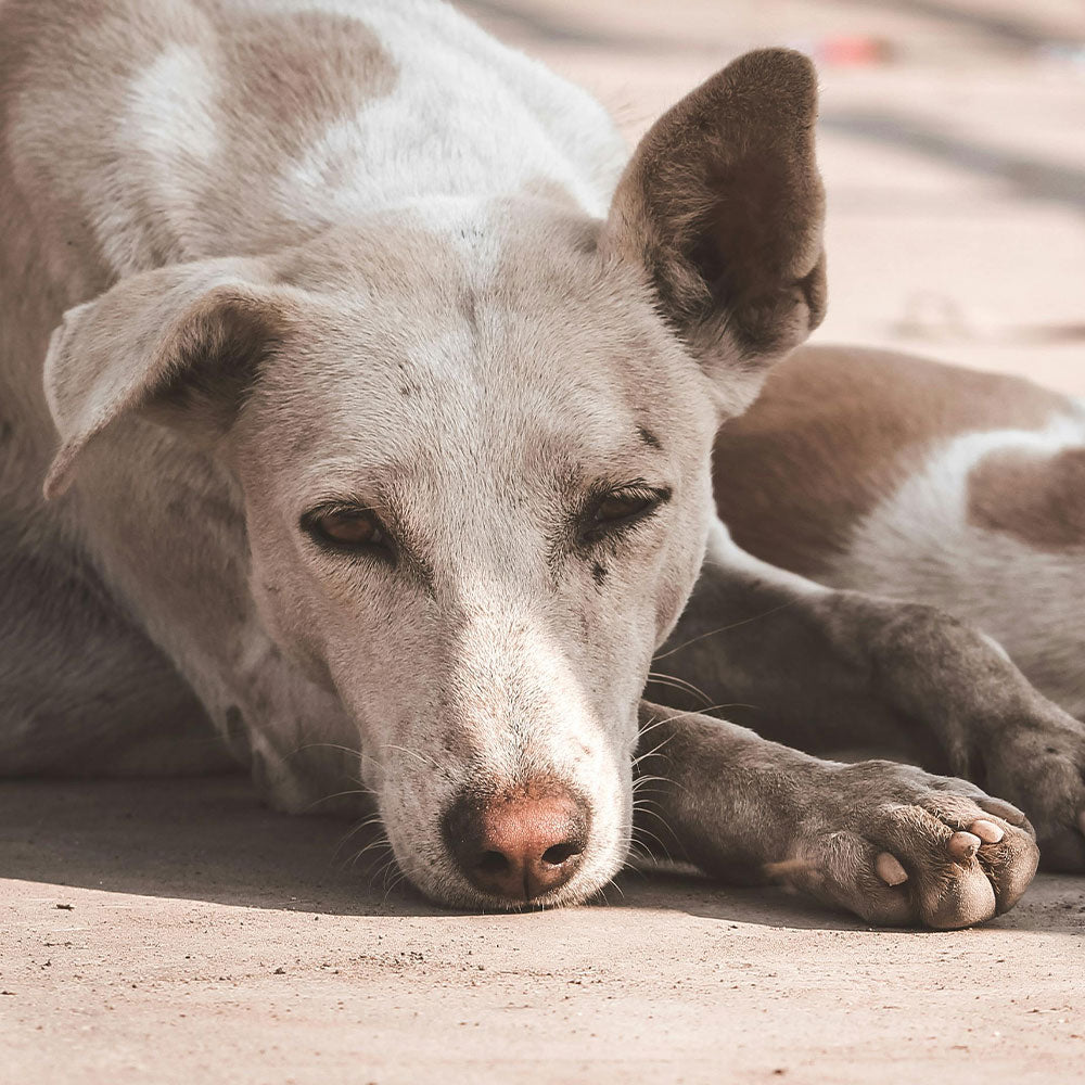  India’s community dogs are being targeted for mass removal
