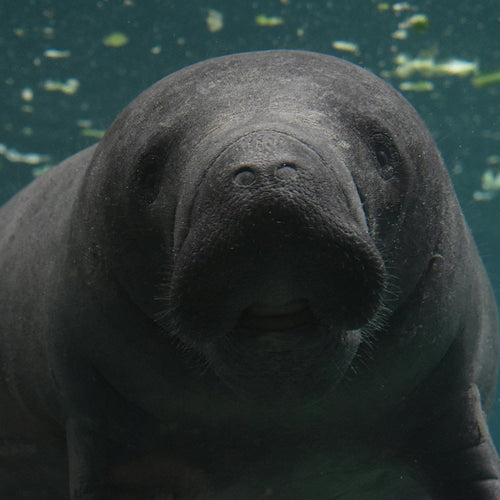 Keep Industrial Wastewater Poison Out Of Protected Ecosystems