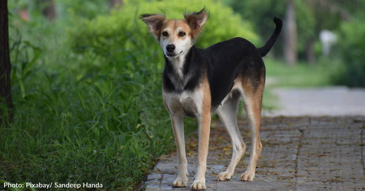 Capital of Indonesia, Jakarta, Finally Bans Dog Meat Trade