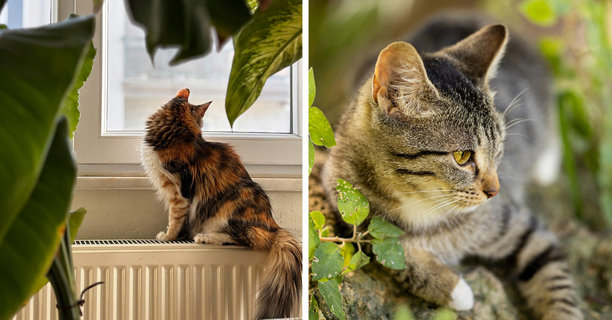 Outdoor Roaming Puts Cats And Wildlife In Needless Danger