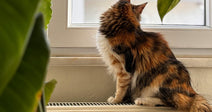 Long-haired calico cat sitting on a windowsill above a radiator, looking out the window, framed by large houseplants.