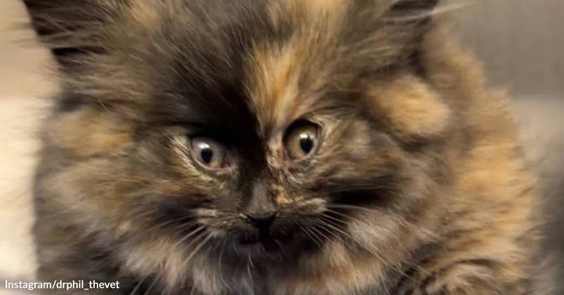 inflated-cat-0.jpg: Close-up of a fluffy tortoiseshell kitten with wide eyes and mottled black-and-orange fur, facing the camera indoors.