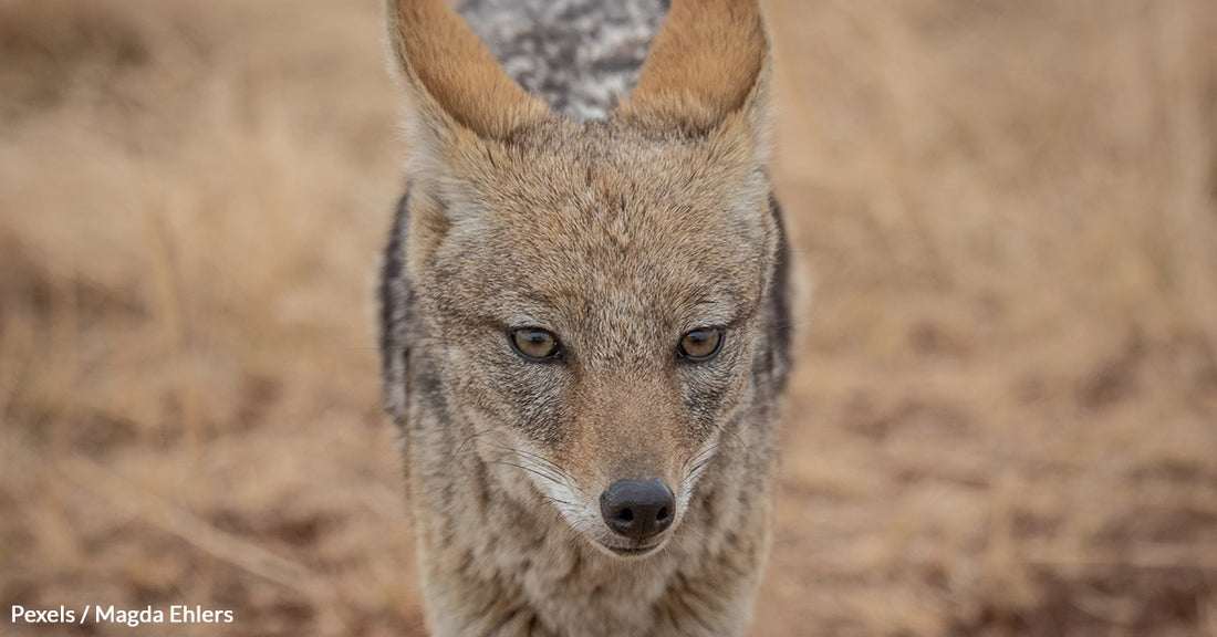 Woman Rescues 'Injured Dog' That Was Hit By A Car, Finds Out It's A Wild Coyote