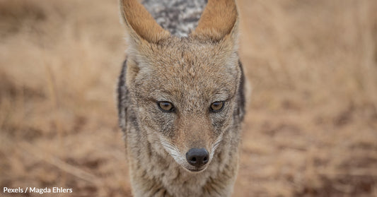 Woman Rescues 'Injured Dog' That Was Hit By A Car, Finds Out It's A Wild Coyote