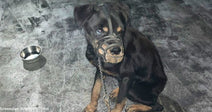 A Rottweiler sits on a concrete floor, chained and wearing a muzzle, with a bowl nearby.
