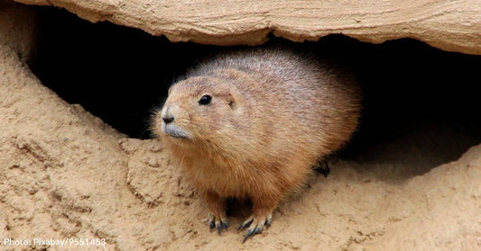 9 Interesting Facts About Groundhogs