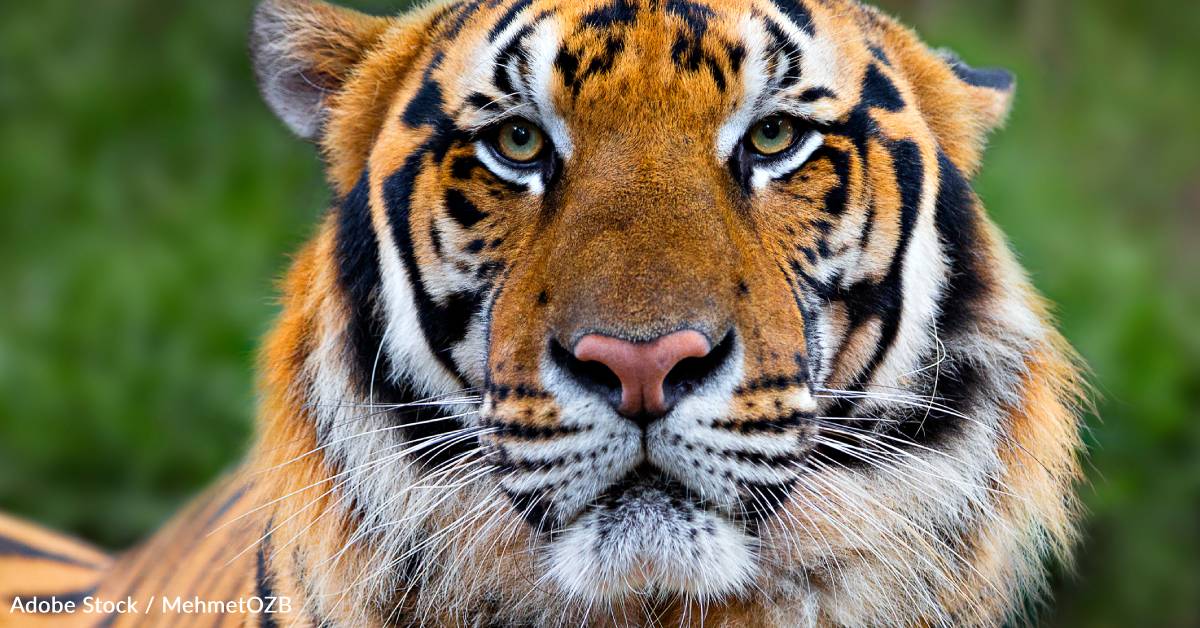 This International Tiger Day, Learn About an Endangered Subspecies and ...