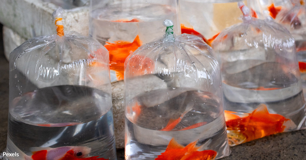 Pet Goldfish Turn Ecological Predators in Precious Freshwater Great ...
