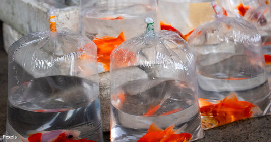 Pet Goldfish Turn Ecological Predators in Precious Freshwater Great Lakes