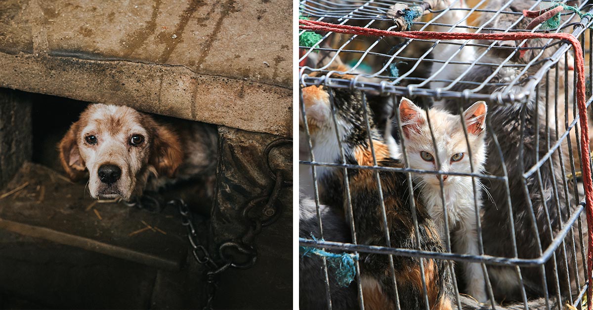 Iowa Closes The Loophole That Let Animal Torturers Get Off With A Misdemeanor