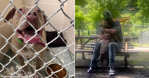 On the left, a tan dog looks up eagerly behind chain-link shelter fencing; on the right, a man in a cap hugs the same dog on an outdoor bench.
