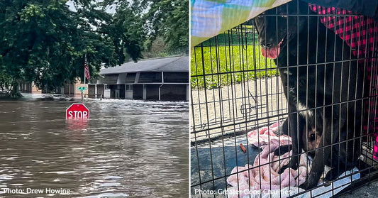 Emergency Flight: Town Devastated by Flood Needs to Evacuate Pets