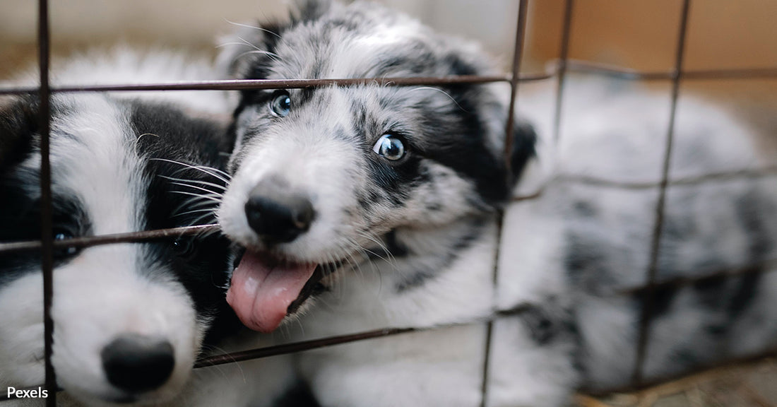 Puppy Mill Problems Plague Iowa As Breeders Responsible For Deaths And Injuries