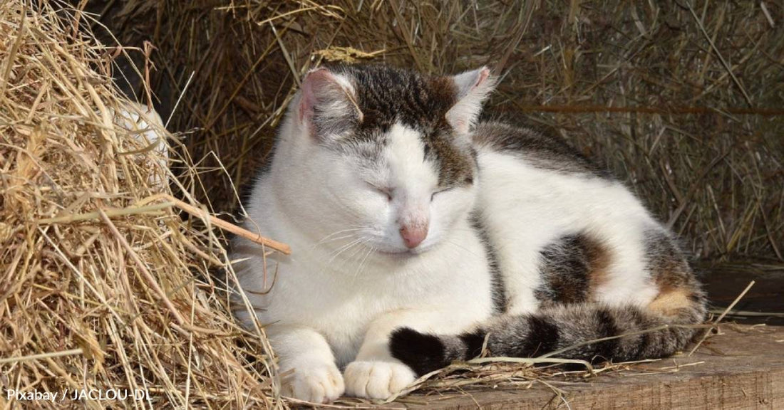 Cat Rescued and Rehabilitated After Being Frozen to Cement Porch