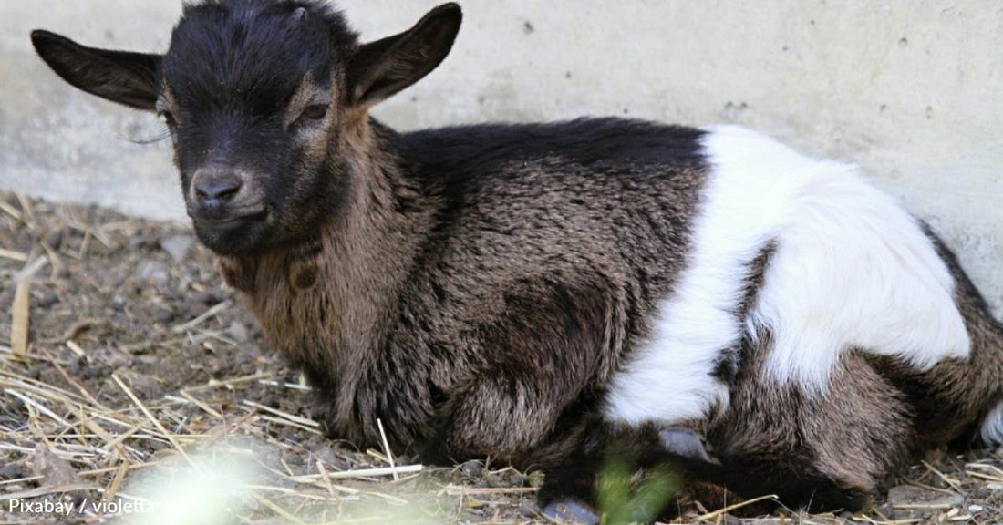 Baby Goat Thrives After Having Two Legs Amputated