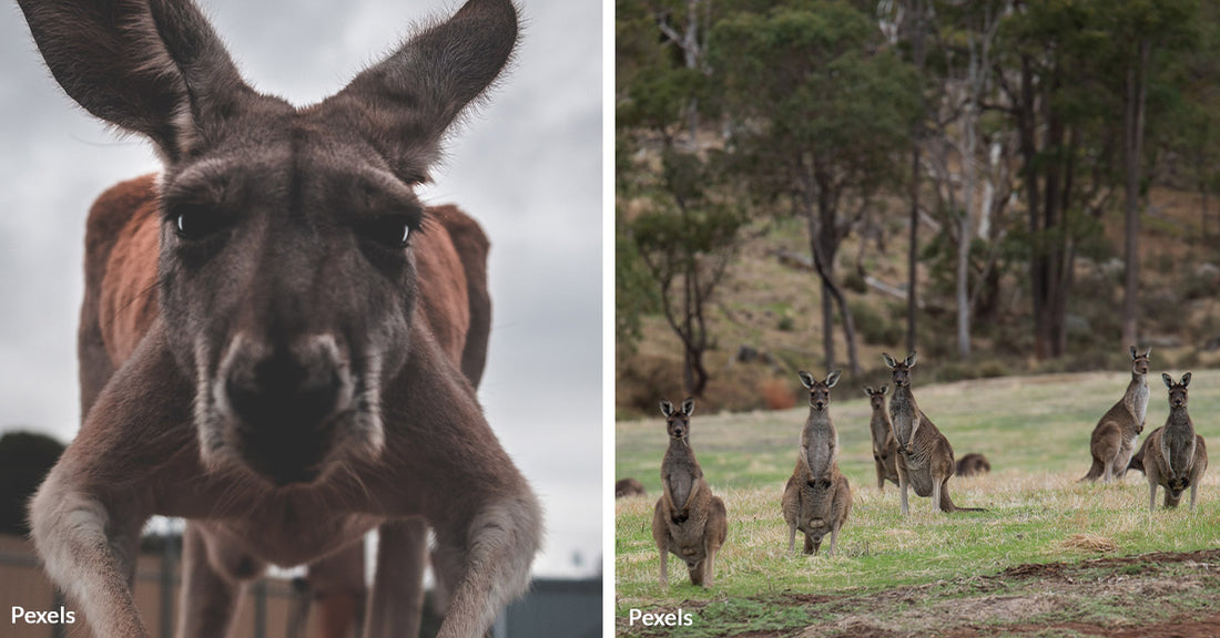 Australian Man Rescues His Dog from a 'Jacked' Kangaroo in Dramatic Showdown