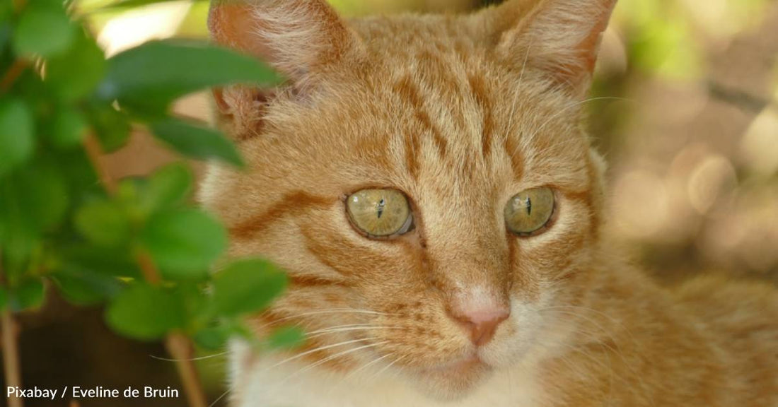 Woman with Autism Adopts Reclusive Cat, Who Warms Up to Become Her Constant Companion