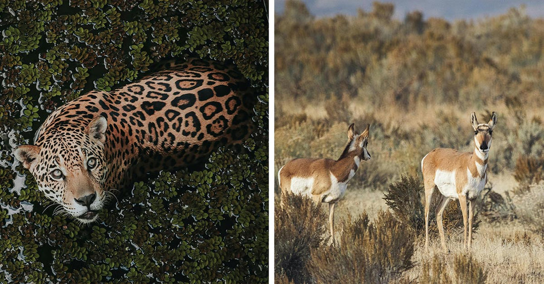 Border Wall Expansion Threatens to Wipe Out America’s Last Jaguars