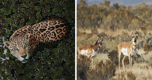 Border Wall Expansion Threatens to Wipe Out America’s Last Jaguars