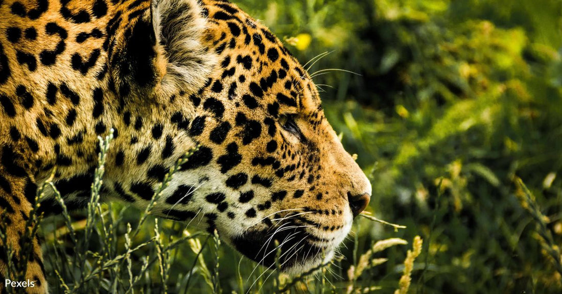 50,000 Acres Taken from Jaguar Habitat in Court Ruling