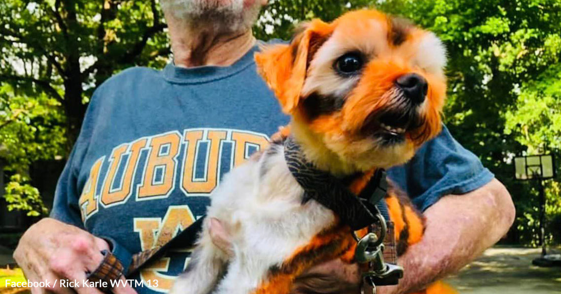 Auburn Community Rallies to Find Missing Mascot Jake the Tiger Dog