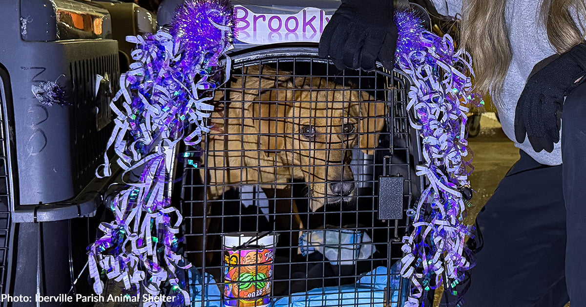 Over 40 Shelter Canine Land in New Jersey to Begin New Life Over 40 Shelter Canine Land in New Jersey to Begin New Life