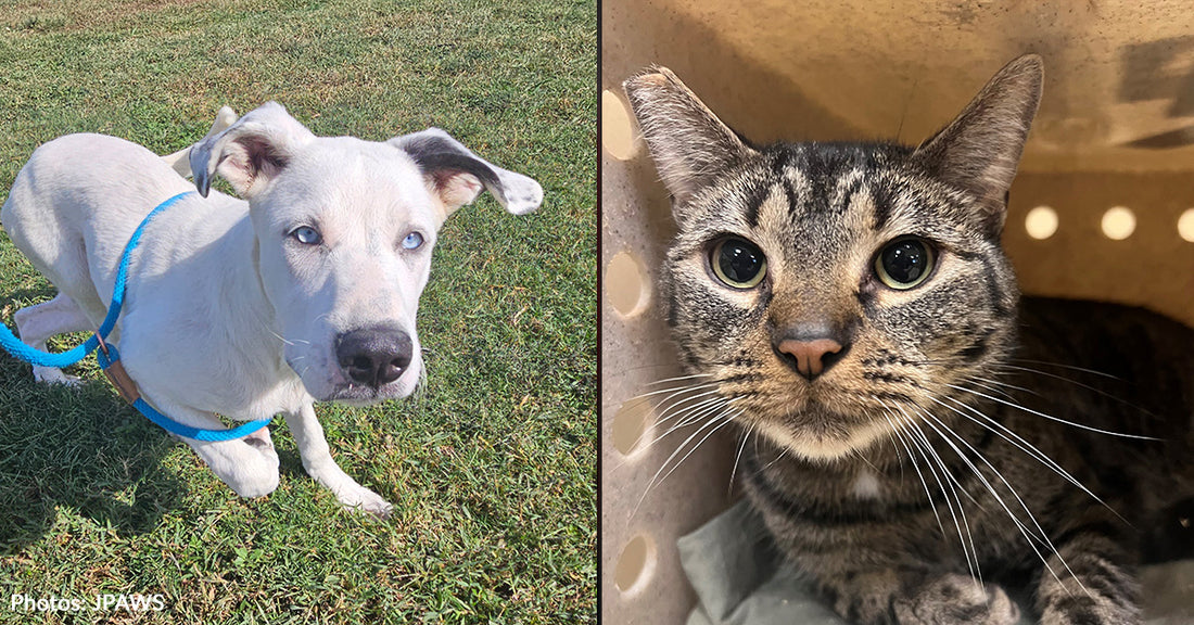 Over 60 Homeless Dogs & Cats Will Board Flight To Freedom For New Beginning In Wisconsin