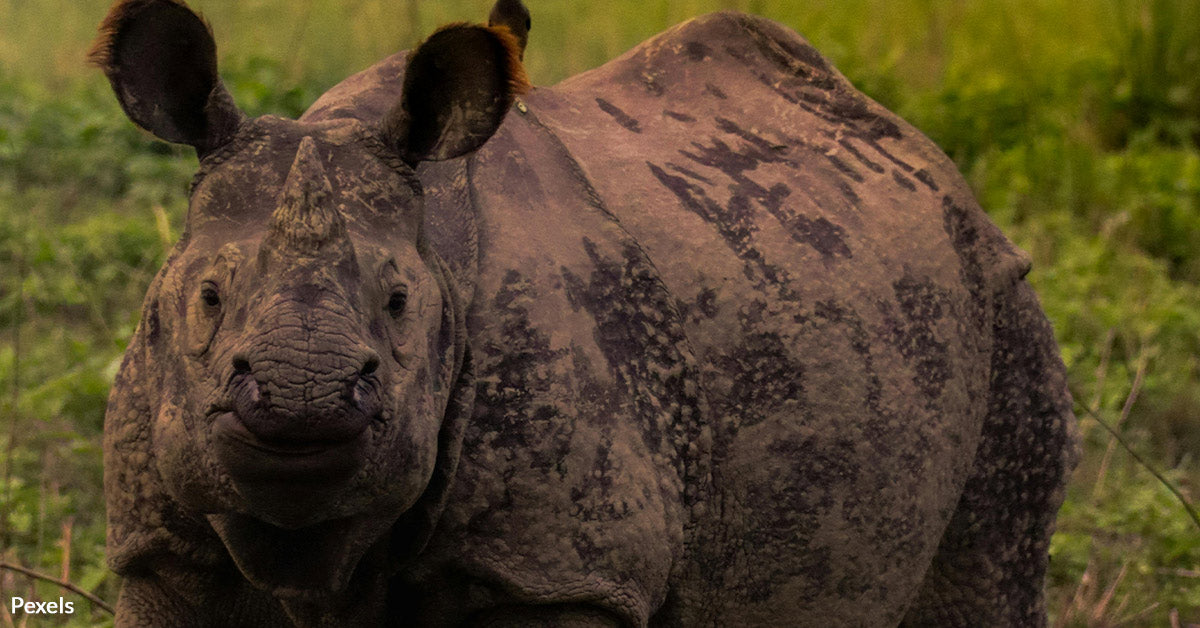 Rare Javan Rhino Calf Spotted in Indonesia Sparks Hope and Urgency for ...