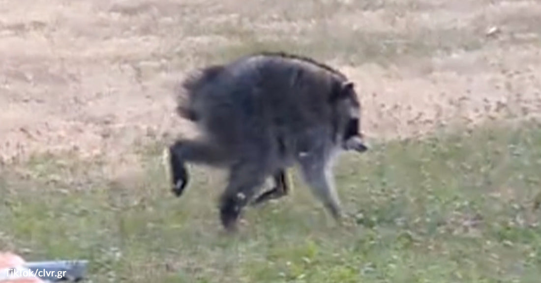 Close-up of a raccoon walking across grass with a raised leg, showing an uneven or distinctive walking motion.