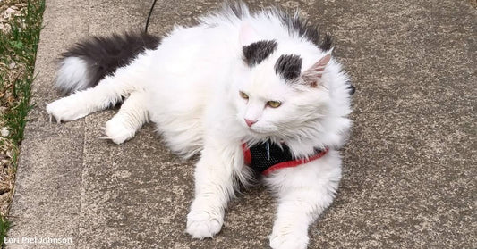 Bus Driver Encounters Soaked Stray Cat That 'Screams' at Her