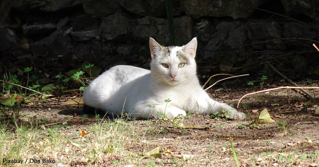 Bus Driver Encounters Soaked Stray Cat That 'Screams' at Her