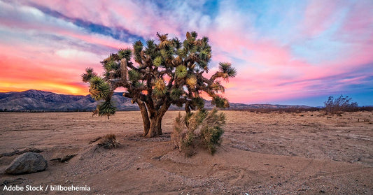 The Joshua Tree: An Iconic American Species on the Brink of Extinction