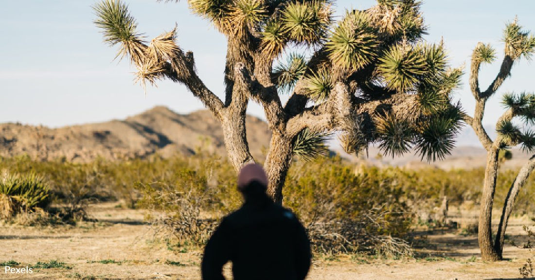 Joshua Trees Under Threat As Massive Wildfires Imperil Iconic Mojave Desert Symbols