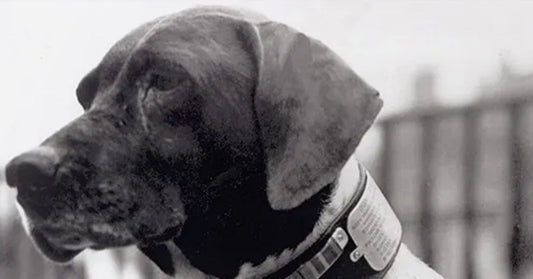 Judy the Dog: World War II Hero, And The Only Animal Held As A POW