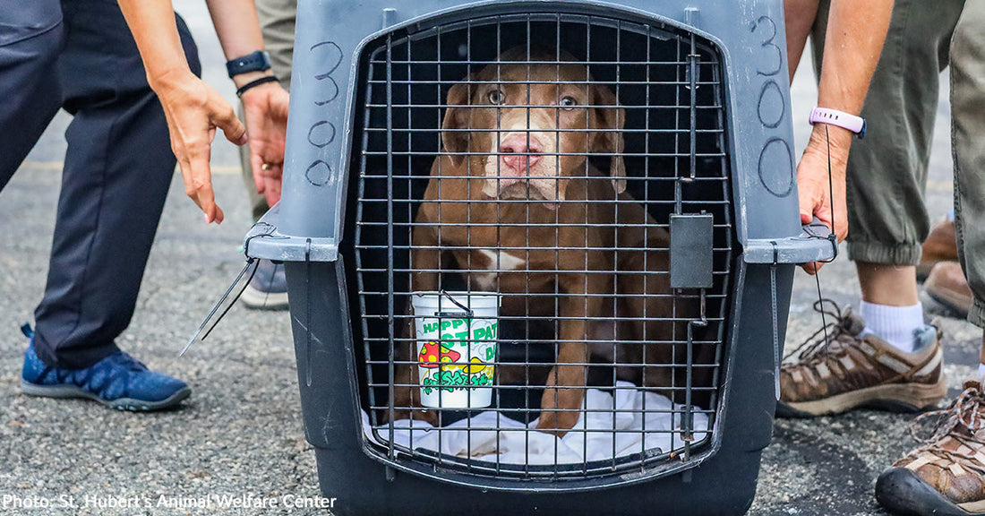 Over 70 Shelter Pets Get Second Chance on Flight to Freedom