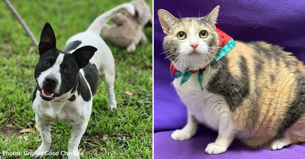 Dozens of Dogs & Cats at Overcrowded Southern Shelters Get One-Way ...