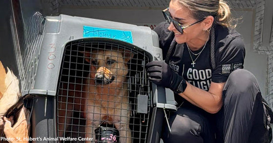 Over 50 At-Risk Shelter Dogs Saved Thanks to Freedom Flight to New Jersey