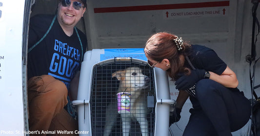 Open Skies and Second Chances — Over 50 Shelter Pets Land in New Jersey