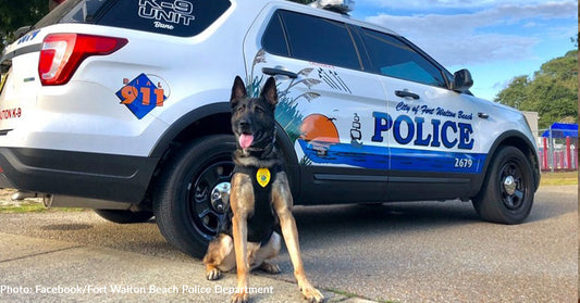 Florida Police Department Spoils Retiring K9 With Sweet Treat