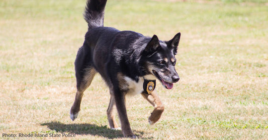 Beloved K-9 Ruby, Who Went From Shelter Dog To Hero, Has Crossed The Rainbow Bridge