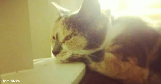 Teenager Hides Kitten in Her Closet After Saving Her From Classmates