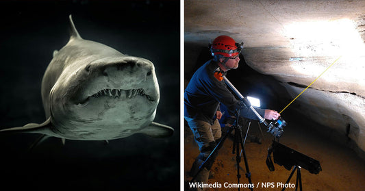 Ancient Sharks Resurface After 325 Million Years Beneath Kentucky