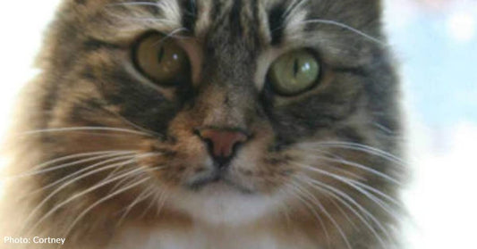 Cat Jumps Out of Second Story Window to Be Rescued