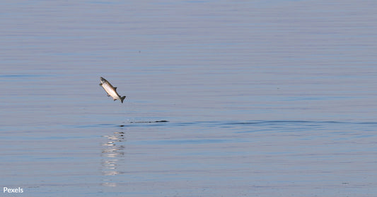 Alaska's King Salmon Teeter on the Edge of Extinction — Could Endangered Status Help?