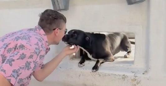 A man affectionately interacts with a black dog through a wall opening.